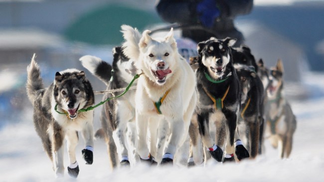 Iditarod sled dogs