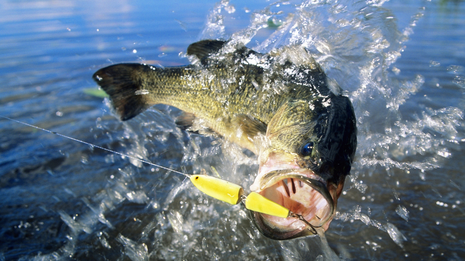 largemouth bass jumping from water