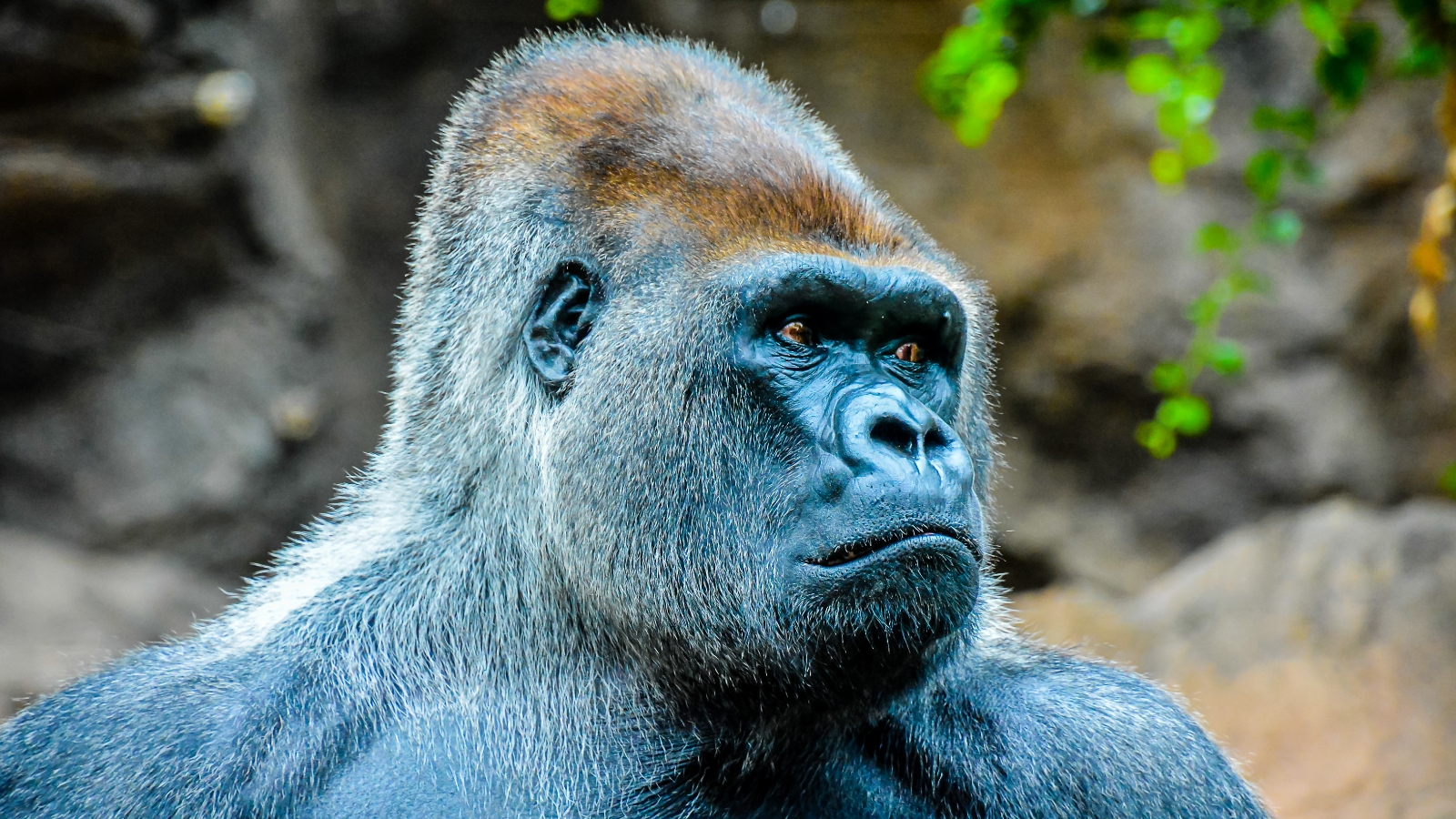male silverback gorilla at the zoo
