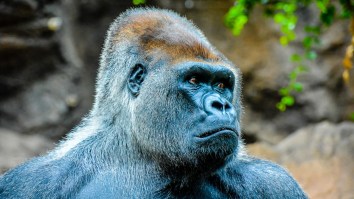 ‘Harambe 2.0’ Situation Avoided After Zoo Keepers Got Stuck In Enclosure With A Silverback Gorilla