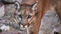 Mountain Lion Chasing A Family’s Cat Stuns Itself And The Family When They All Come Face To Face