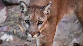 21-Year-Old Man Dies After First Fatal Mountain Lion Attack In California Since 2004