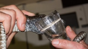 extracting venom from Tiger Snake in Australia