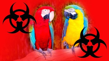 Deadly Parrot Fever Disease Is Infecting And Killing People In Europe