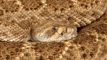 Arizona Driver Finds Rattlesnake In Her Backseat And Learns How To Handle The Rare Situation
