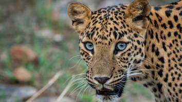Kid Stayed Calm As A Wild Leopard Walked In His Front Door In A Moment Everyone Can Learn Something From (Video)
