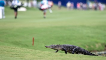 Zurich Classic Temporarily Delayed After Alligator Invades Tee Box In The Middle Of A Round
