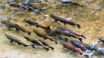 102,000 Salmon Spilled Out Of A Truck After It Crashed In Oregon And Somehow Most Made It Into A Nearby Creek