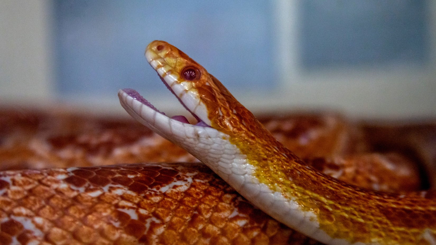 corn snake pet up close