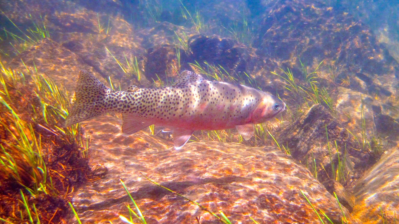 Idaho Angler Catches New State Record Cutthroat Trout At 25in