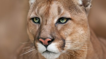 Incredibly Thick Mountain Lion Stares Down Man Through His Sliding Glass Door In Sun Valley