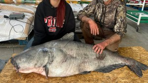 record setting 101 pound blue catfish largest fish ever caught in Ohio