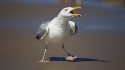 Kid Wins European Seagull Screeching Contest With A Performance For The Ages