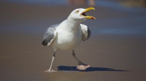 screeching seagull on a beach