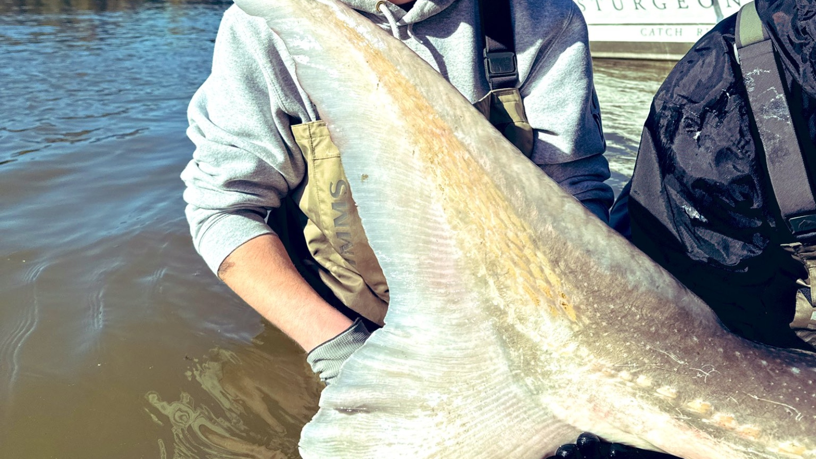 massive sturgeon caught fishing on the Fraser River