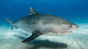 Tiger shark close up