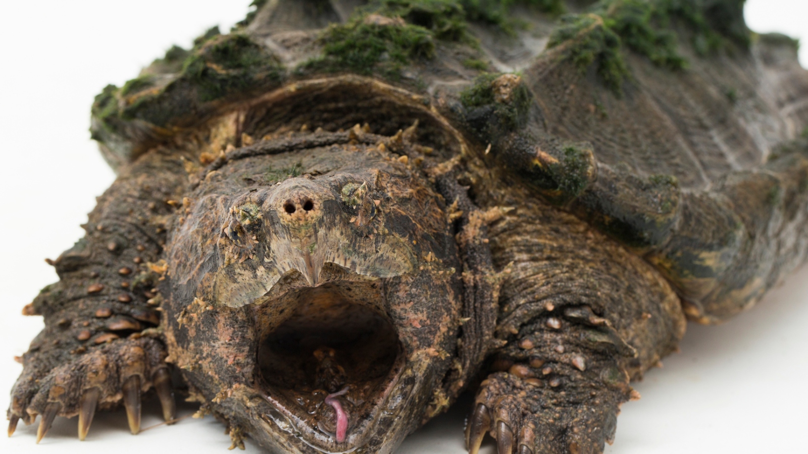 alligator snapping turtle up close