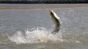barramundi fish in Australia leaping out of the water
