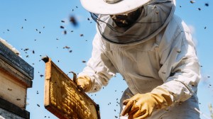 An image of a beekeeper at work.