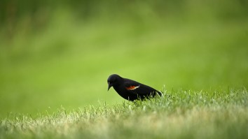 Bird Gets Hit By Golf Ball On The Fly At US Women’s Open