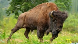 Allegedly Drunk Yellowstone Tourist Arrested After Being Injured By A Bison He Kicked