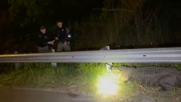 Sheriff’s Deputies Have To Wrangle The Same Big Alligator Off Of A Highway Twice In One Night