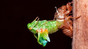 cicada emerging from its shell