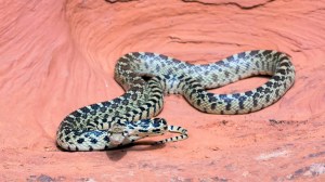 gopher snake perched on red rocks
