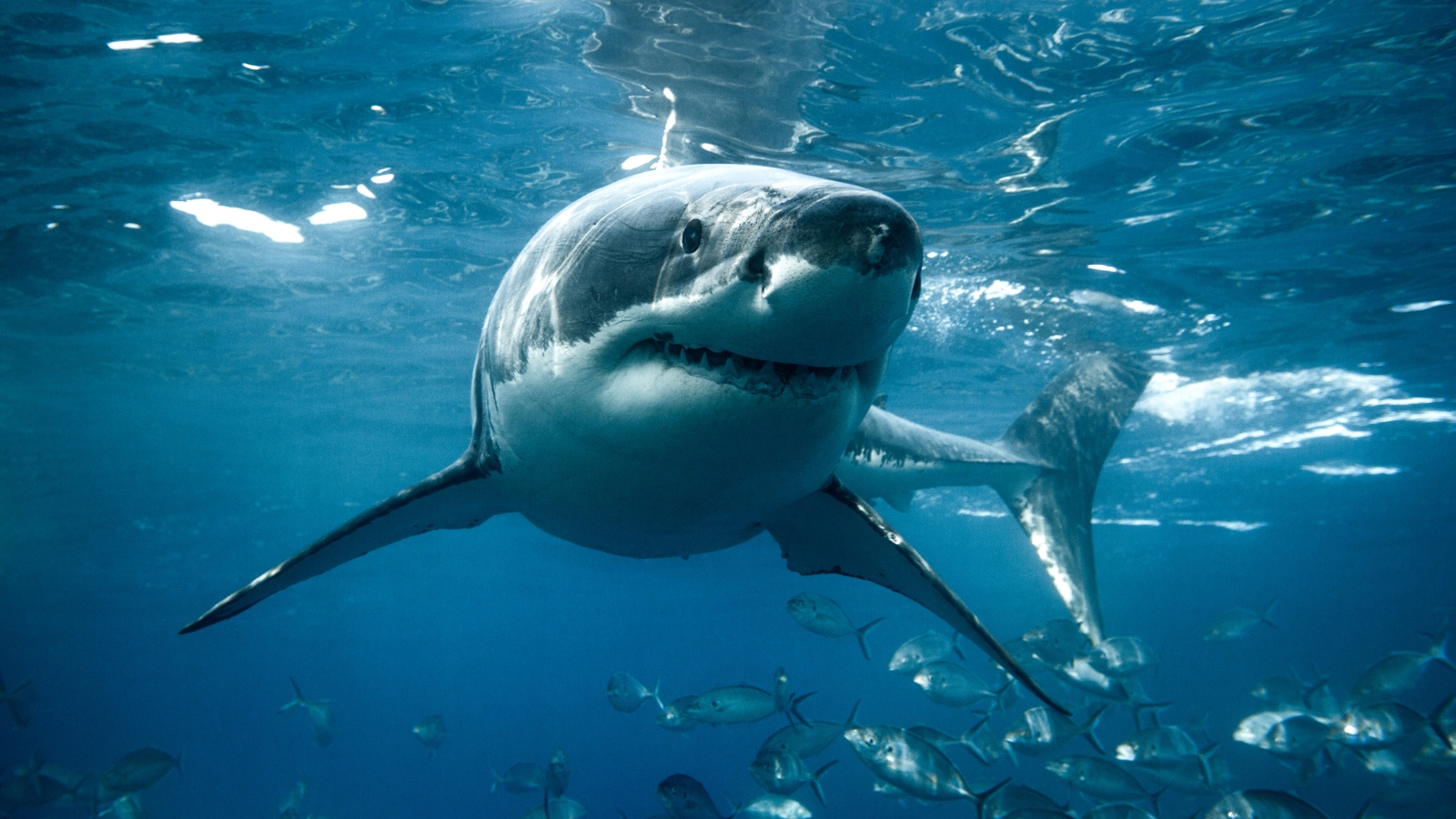 Fishermen Encounter A Great White Shark The Size Of A Whale