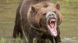World’s Lucky Hiker Survives Grizzly Attack After It Bit Into A Can Of A Bear Spray He Wasn’t Able To Deploy