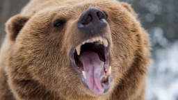 Canadian Man Attacked By A Grizzly Bear While Hunting Another Bear