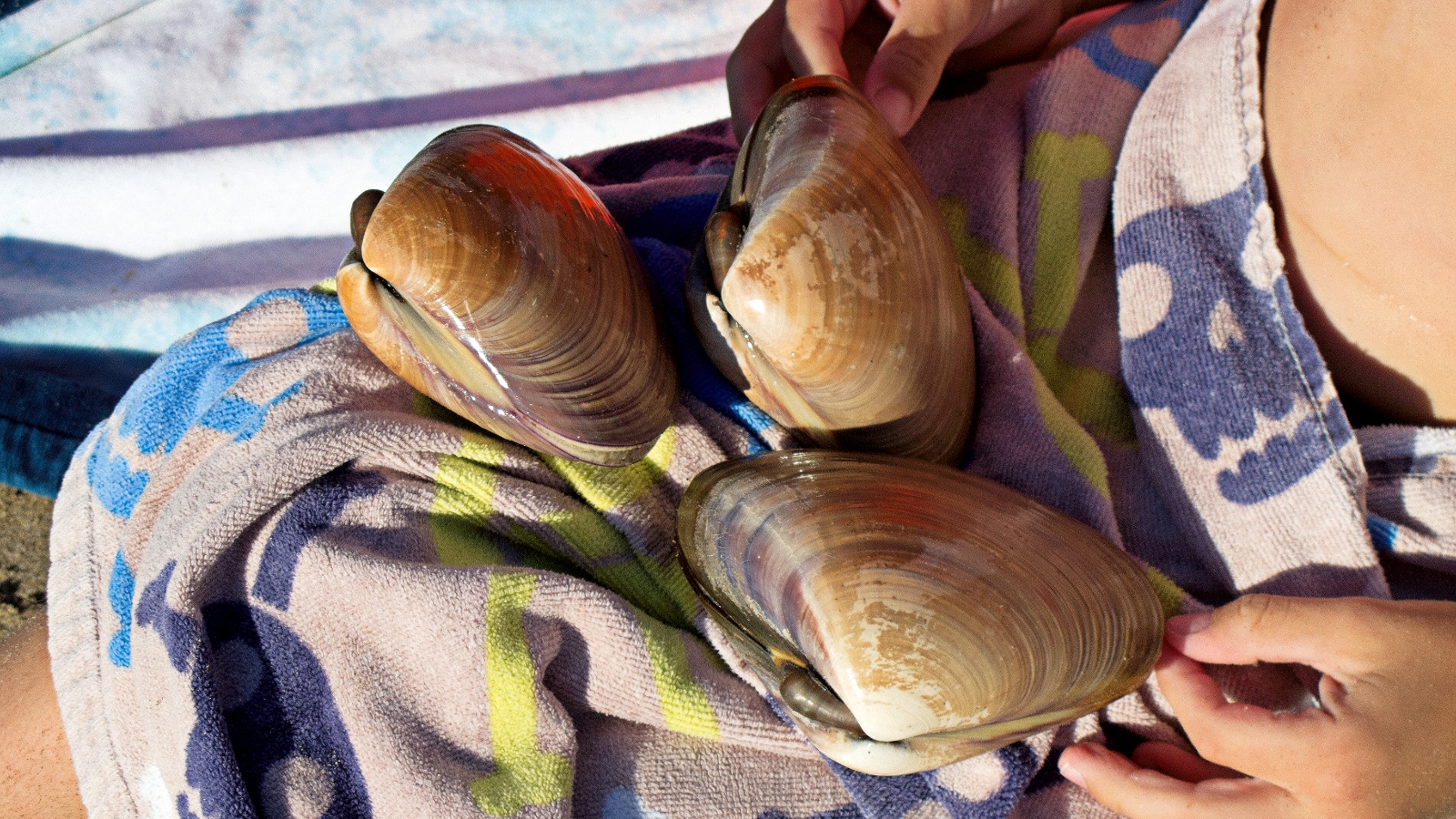 Pismo Beach clams in California