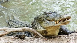 13+ Foot Crocodile That Attacked A Houseboat Put Up A Fight When Being Captured (Video)