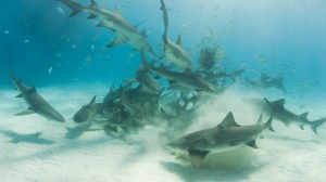 feeding frenzy of sharks in The Bahamas
