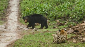 sloth bear and a tiger meet on forest path in India
