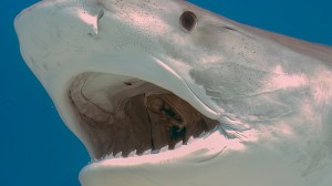 tiger shark mouth close up