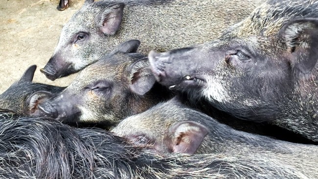 wild boars canadian super pigs