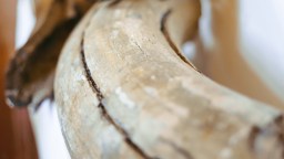 Florida Man Finds Priceless 500,000-Year-Old Mammoth Tusk Diving A Mile Off Shore
