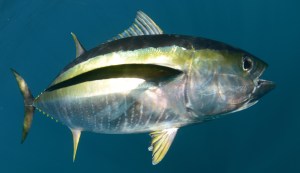 Yellowfin Tuna fish underwater swimming