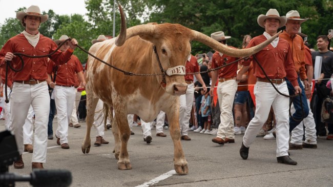 Texas Longhorn