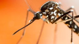 Paris Olympics At Risk Of Becoming Super Spreader Event For Potentially Deadly Mosquito-Borne Disease