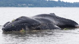 Oregon Officials Debunk Viral Post About Plans To Use TNT To Blow Up A Beached Whale (Again)