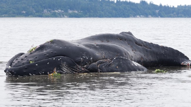 Beached humpback whale