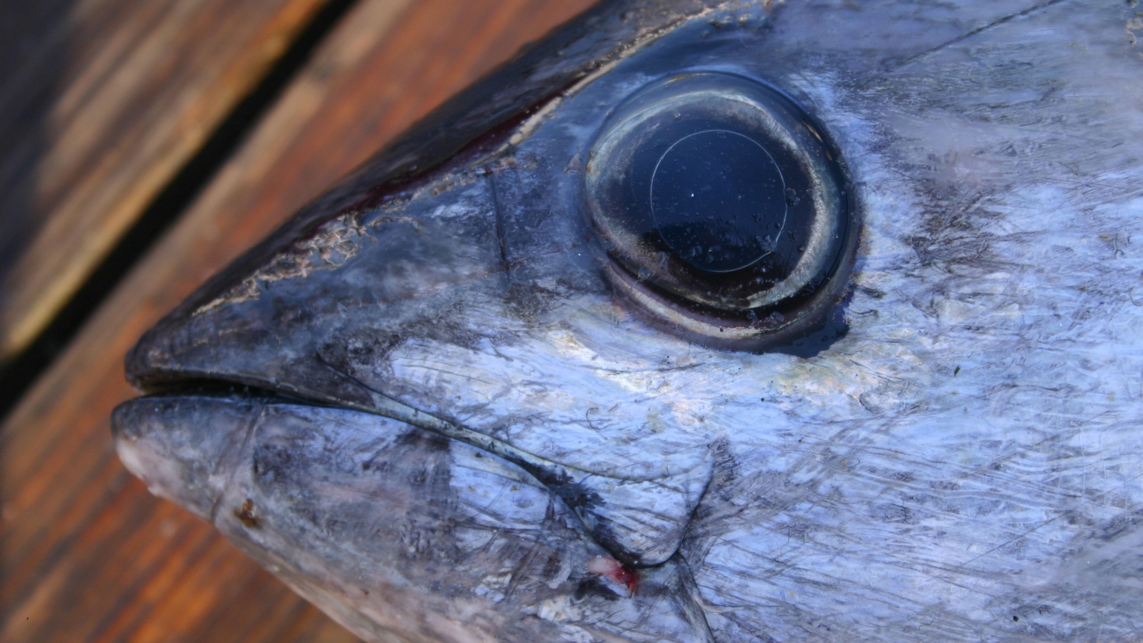 blackfin tuna fishing up close