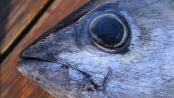 World Record Blackfin Tuna Caught During 25th Annual Miami Dolphins Fishing Tournament