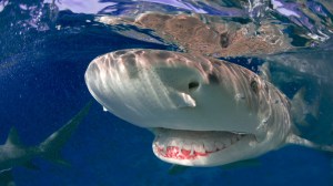 lemon shark mouth close up