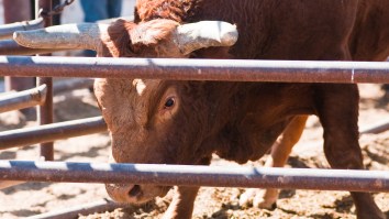 Wild Video Shows Massive Bull Wreaking Havoc After Leaping Out Of Rodeo Ring In Oregon