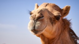 Chaos Erupts As Theme Park Visitors Flee From Escaped Camels