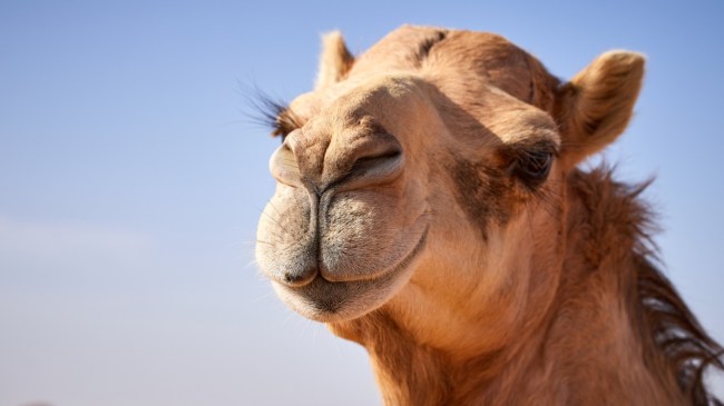 A photo of a camel.