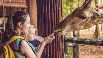 Video Captures A Giraffe Almost Abducting A Toddler From A Car At A Texas Safari Park